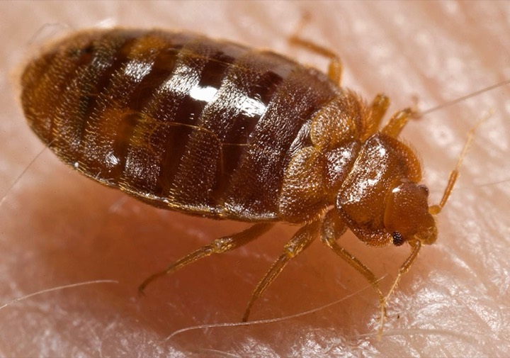 bed bug identification photo
