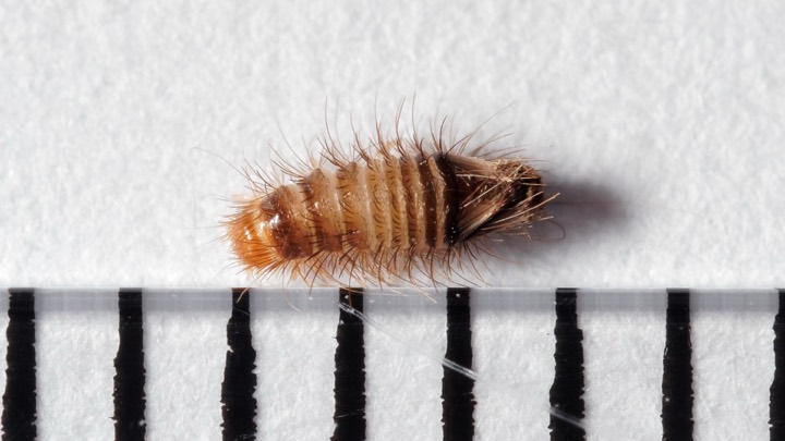carpet beetle identification photo