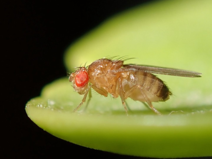 fruit fly identification photo