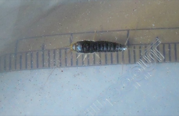 A related grey silverfish species (Ctenolepisma), with longer tail filaments.