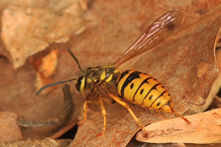 wasp identification photo