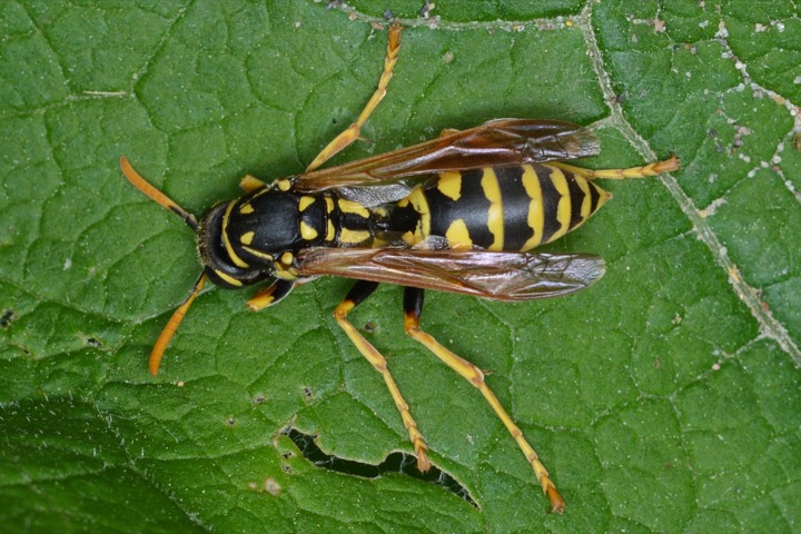 A paper wasp (Polistes): slender, yellow and black, with long dangling legs; the wasp that builds open umbrella nests under eaves.