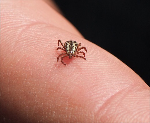 American dog tick (Dermacentor variabilis)