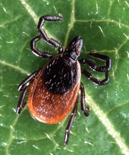 Blacklegged tick (Ixodes scapularis)