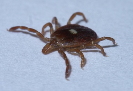 Lone star tick (Amblyomma americanum)